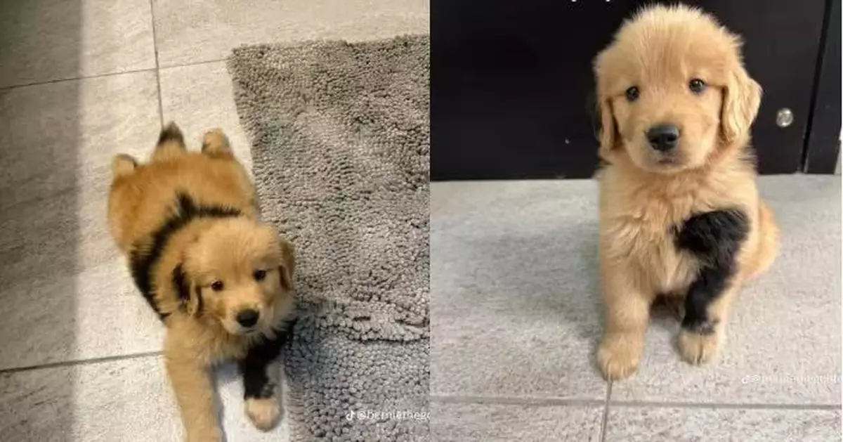 基因突變造就獨特外貌走紅網絡 黃金獵犬身現罕見黑色斑點似沾墨水