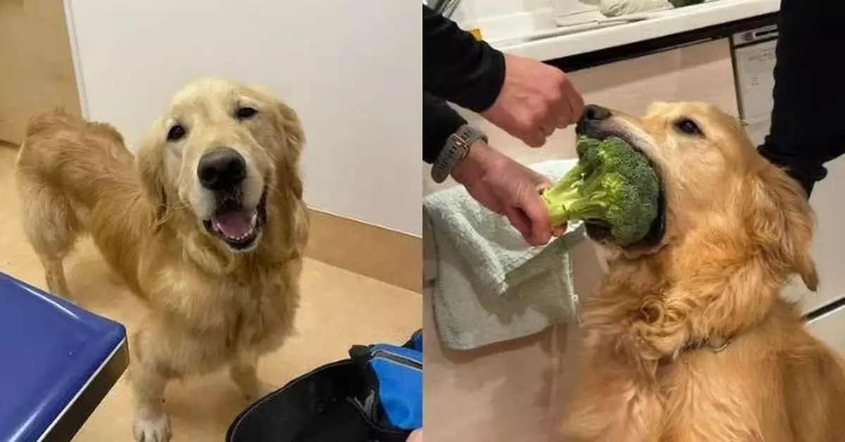 叼走整顆西蘭花斷正 為食黃金獵犬死咬「戰利品」不放 飼主無奈拿零食談判