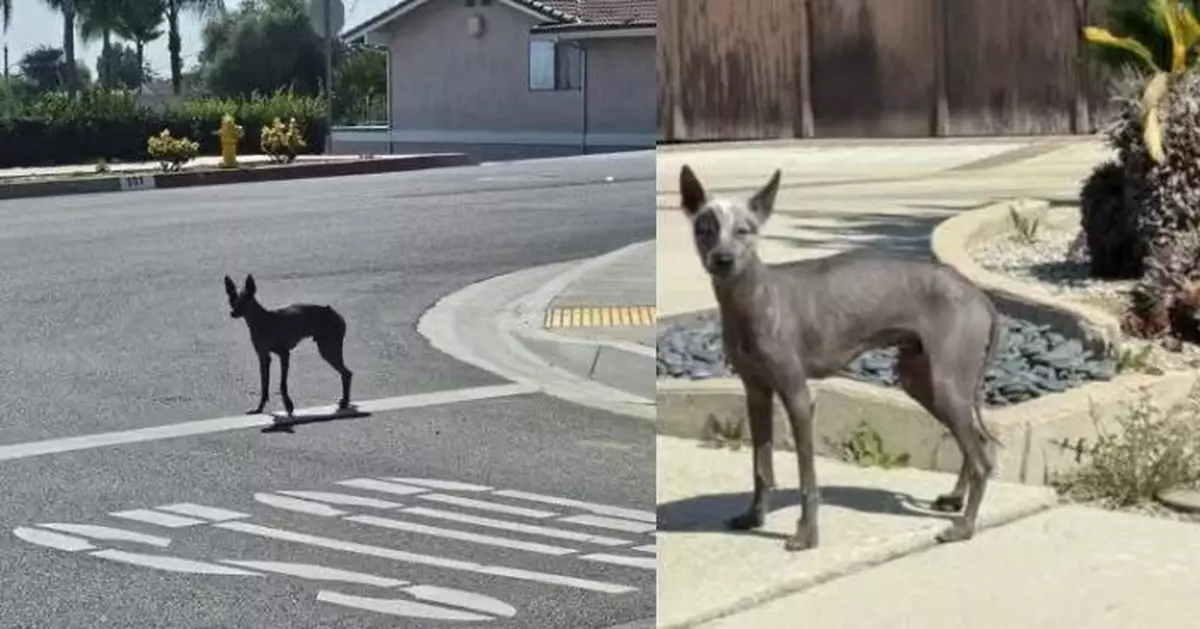 街頭現「黑色無毛狗」 義工救援揭真身竟係稀有罕見「神獸」