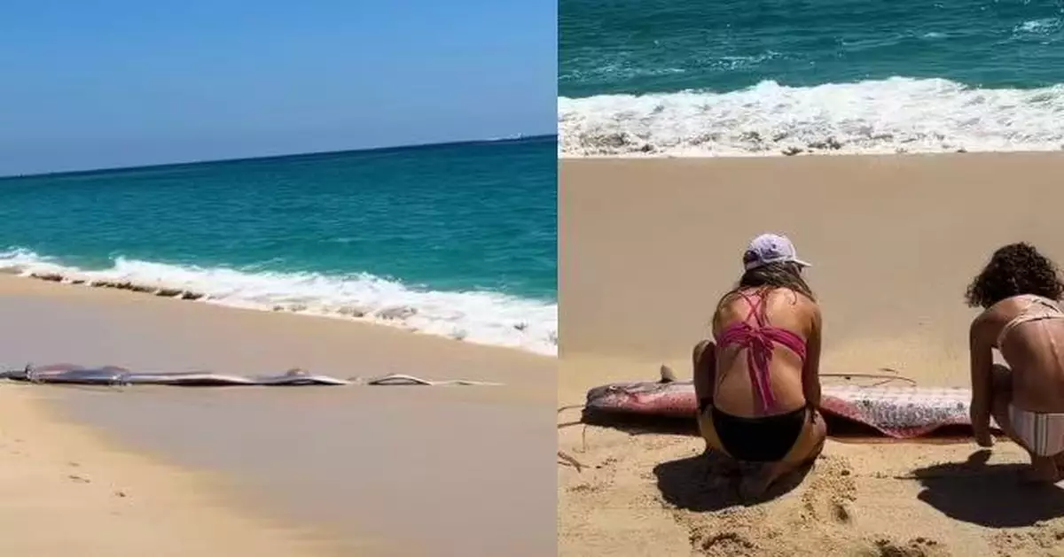 墨西哥海灘現兩活皇帶魚擱淺 途人圍觀拍片後齊心助返大海