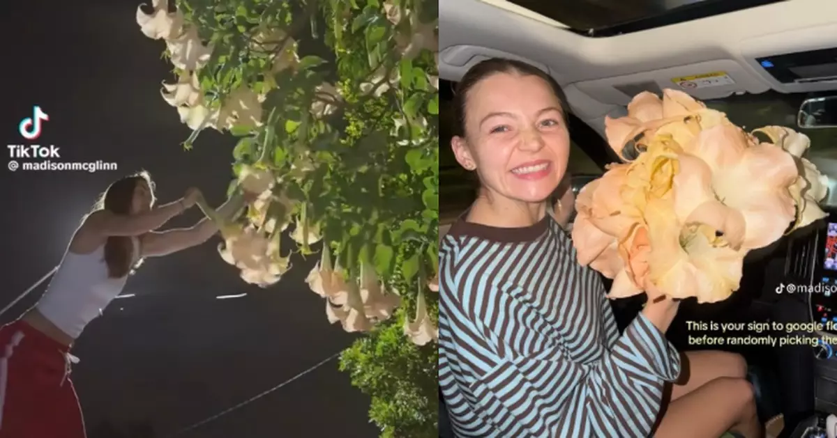 澳準新娘街頭摘「夢想婚禮花卉」網民見真身急警告疑似劇毒「大花曼陀羅」