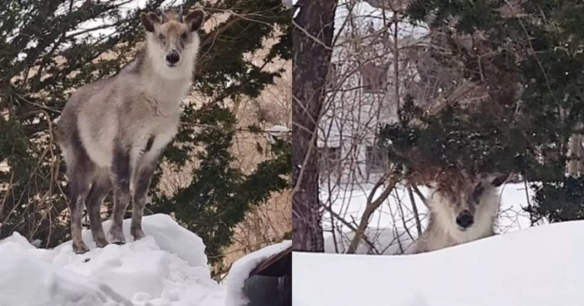 日溫泉旅館迎特殊「房客」 野生鬣羚突「入住」闖後院狂啃大杉樹葉