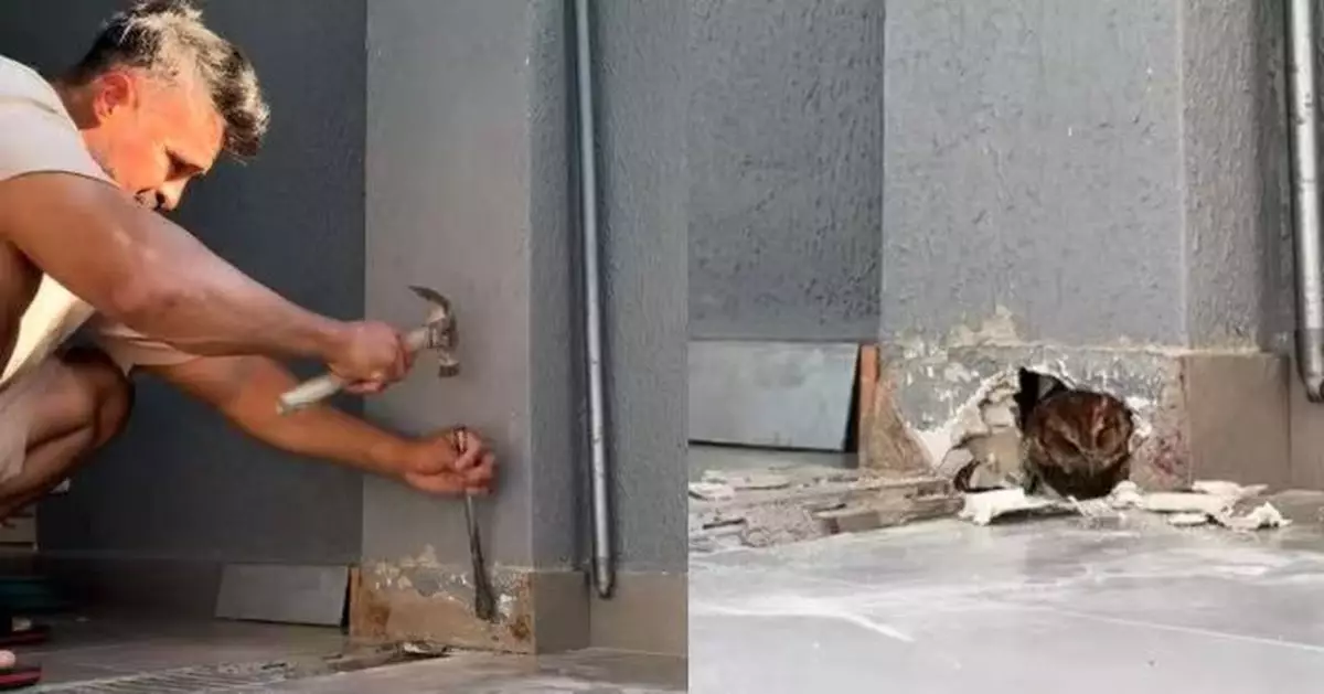 牆壁傳怪聲憂動物受困 巴西男動手鑿牆救出無助貓頭鷹仔