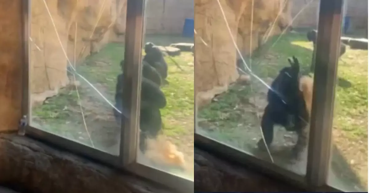疑因遊客逗弄嬉笑釀禍 美動物園倭黑猩猩失控撞裂防護玻璃