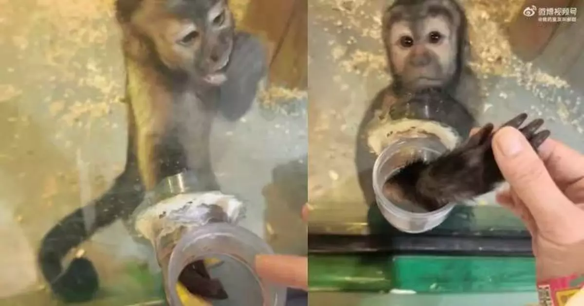 女遊客開玩笑稱想吃蘋果 內蒙動物園靈性小猴「反向投餵」主動遞上