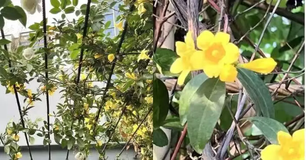 兒童若誤食2片葉即可致命！深圳公園驚現「劇毒花」欠警示 官方急剷除