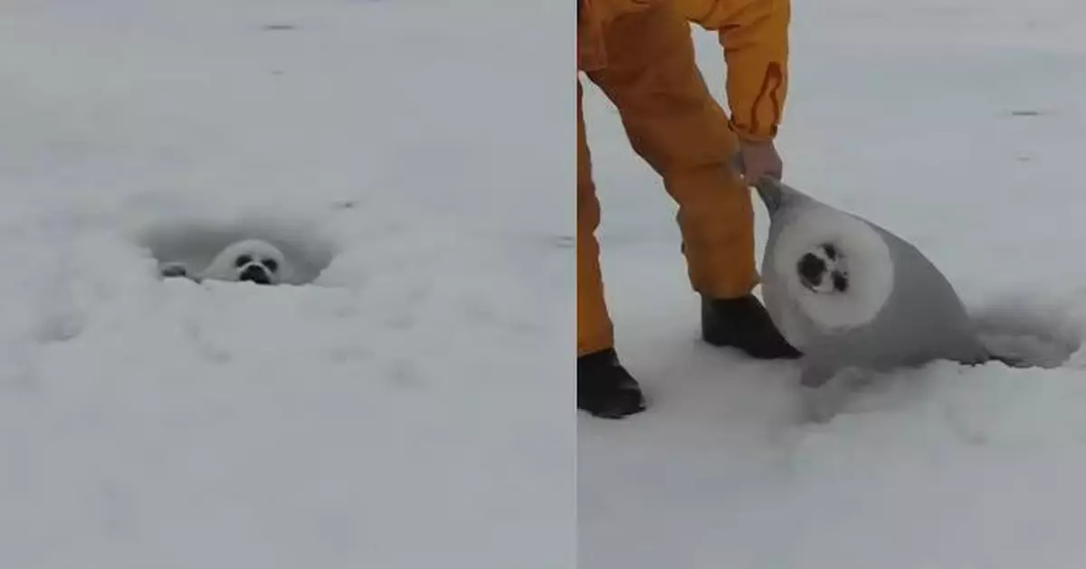 追趕媽媽意外跌冰洞 小海豹獲路人救起「靈魂出竅」 癱倒地上萌翻網民