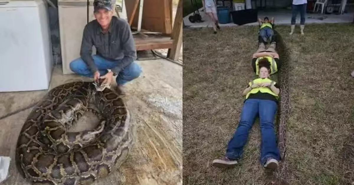 佛州漢捕蛇遭長逾5米重91kg巨蟒拖行 家人合力制服揭體內藏約200枚蛇卵