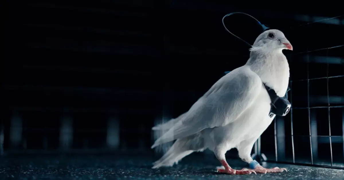 鴿子腦植晶片遠端操控 俄新創公司造「生物無人機」引爭議