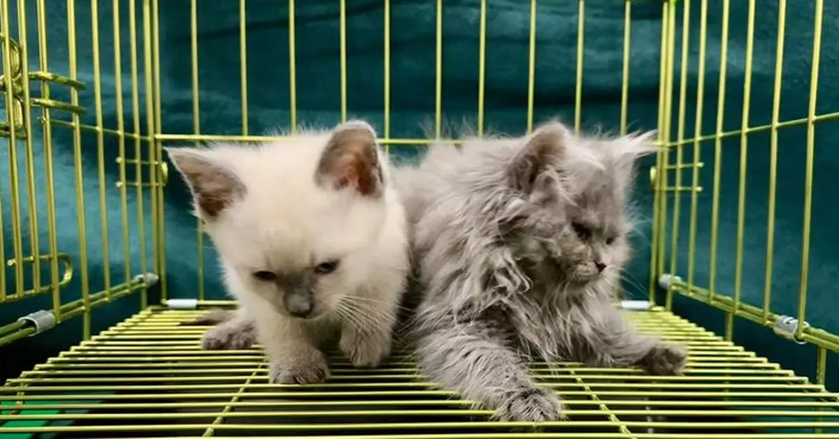 羅湖入境女旅客背包檢獲兩隻非法進口貓　被海關拘捕