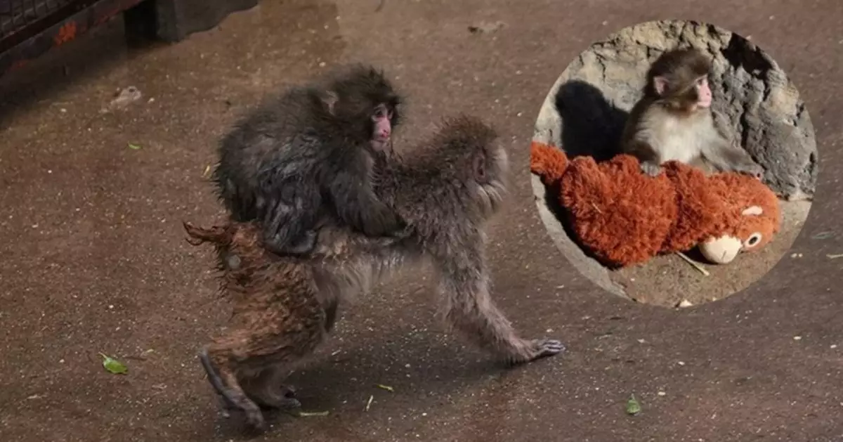 網紅孤兒獼猴Punch逐漸擺脫毛公仔融入猴群 粉絲見證成長嘆：大個仔