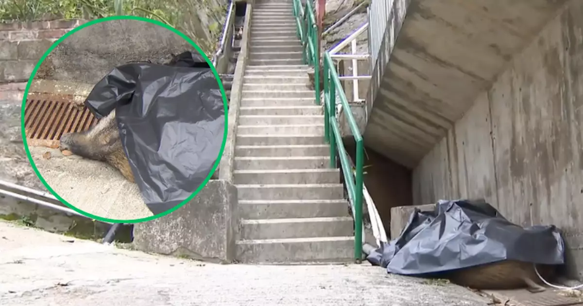 將軍澳野豬咬57歲女行山客後疑滾落長樓梯跌死 遇襲女子受傷送院