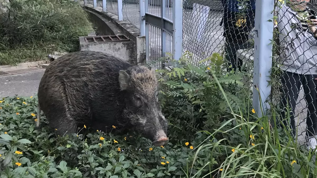 5野豬黃大仙竹園北邨出沒 漁護署先麻醉捕獲再遷移郊野放歸