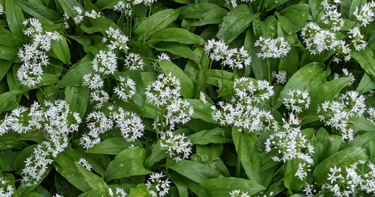 偷菜狂賊！德國萊比錫驚現「野韭菜大盜」 幾日內連環偷採多達100公斤