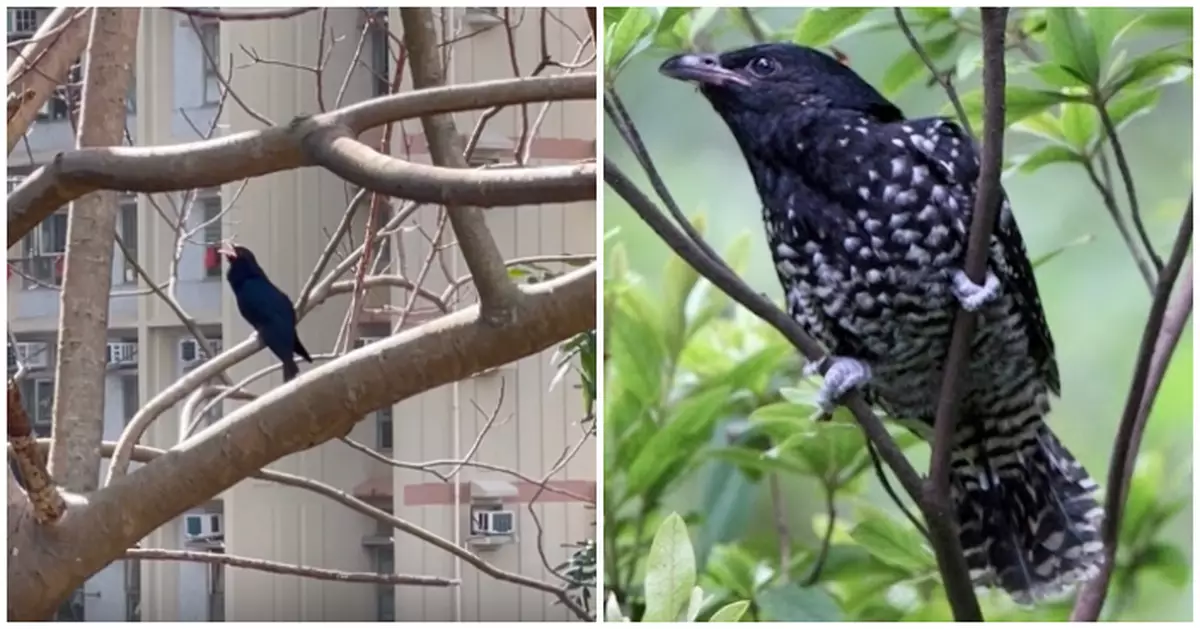 城市鳥神「升Key雀」強勢回歸擾人清夢 網民集體訴苦： 一隻搞掂全條邨