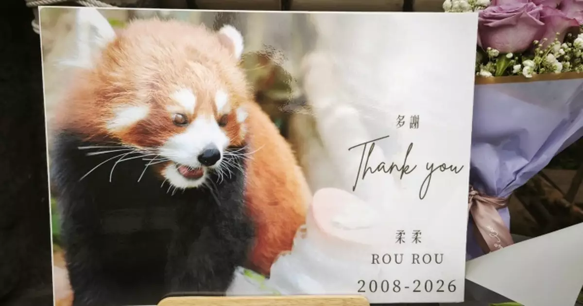 安寧療護仍未能舒緩關節退化之苦 海洋公園17歲高齡雌性小熊貓「柔柔」 接受安樂死離世