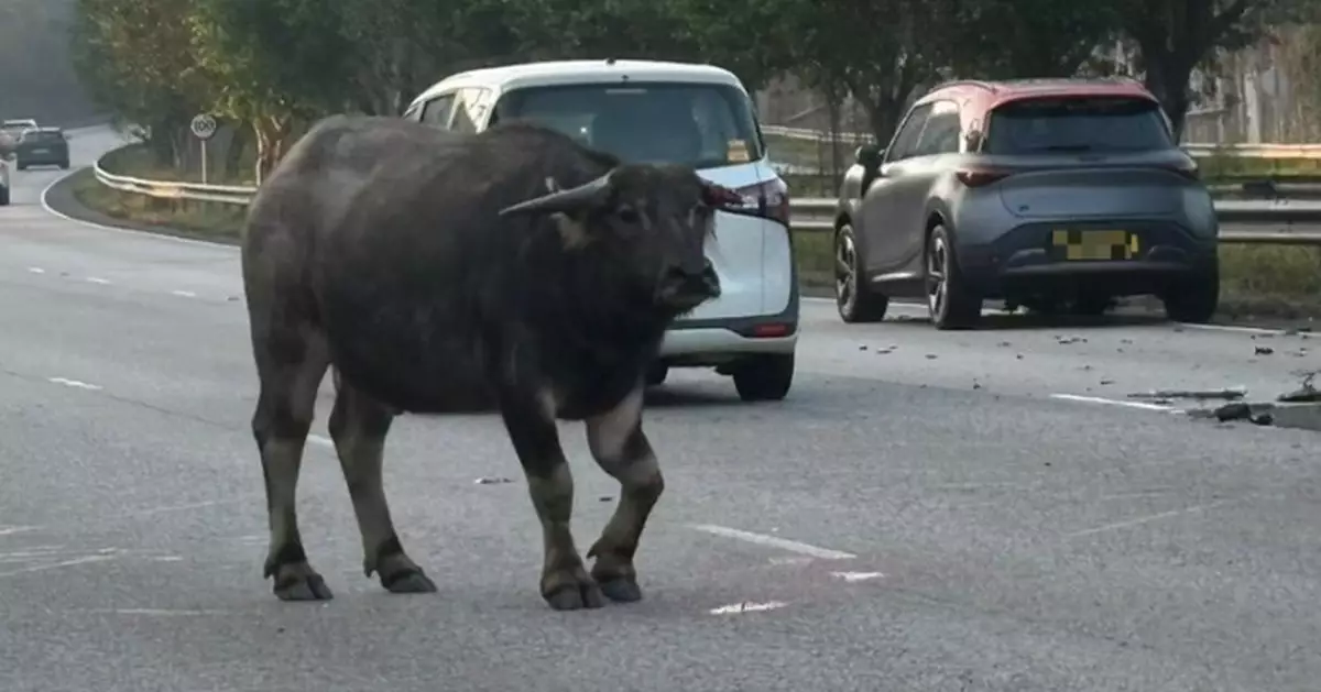 青朗公路水牛遭私家車撞倒事牛 漁護署﹕前肢骨折須「人道處理」