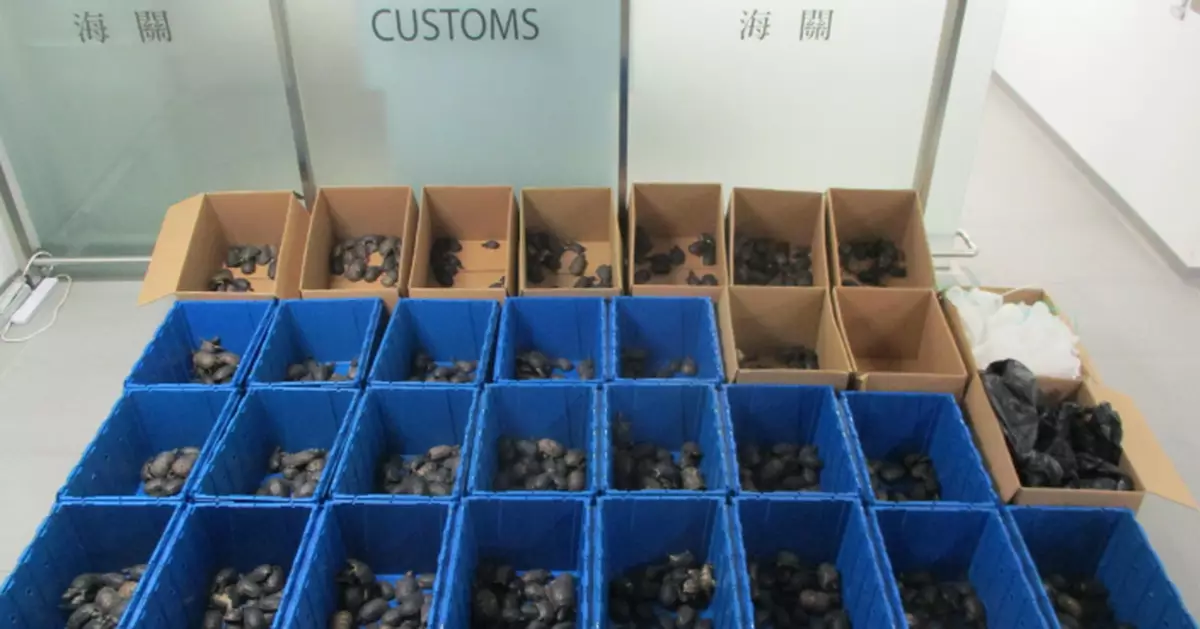 私家車車尾藏986隻走私活龜市值約100萬元 司機及乘客被捕