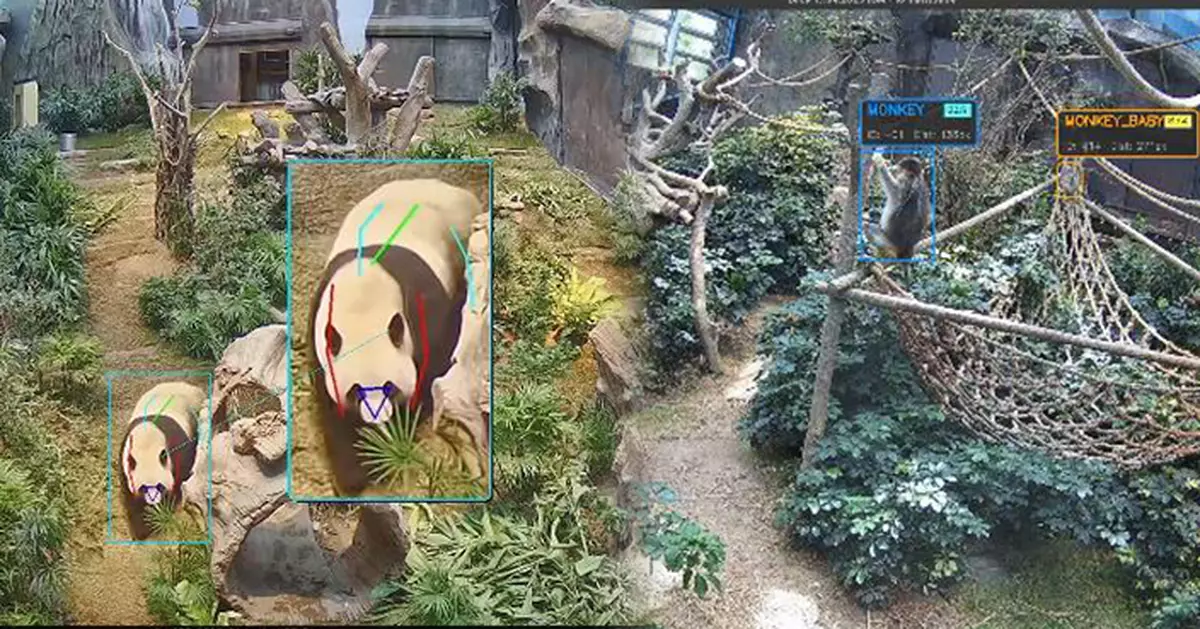 海洋公園引入AI分析動物行為 助大熊貓川金絲猴獲貼身護理
