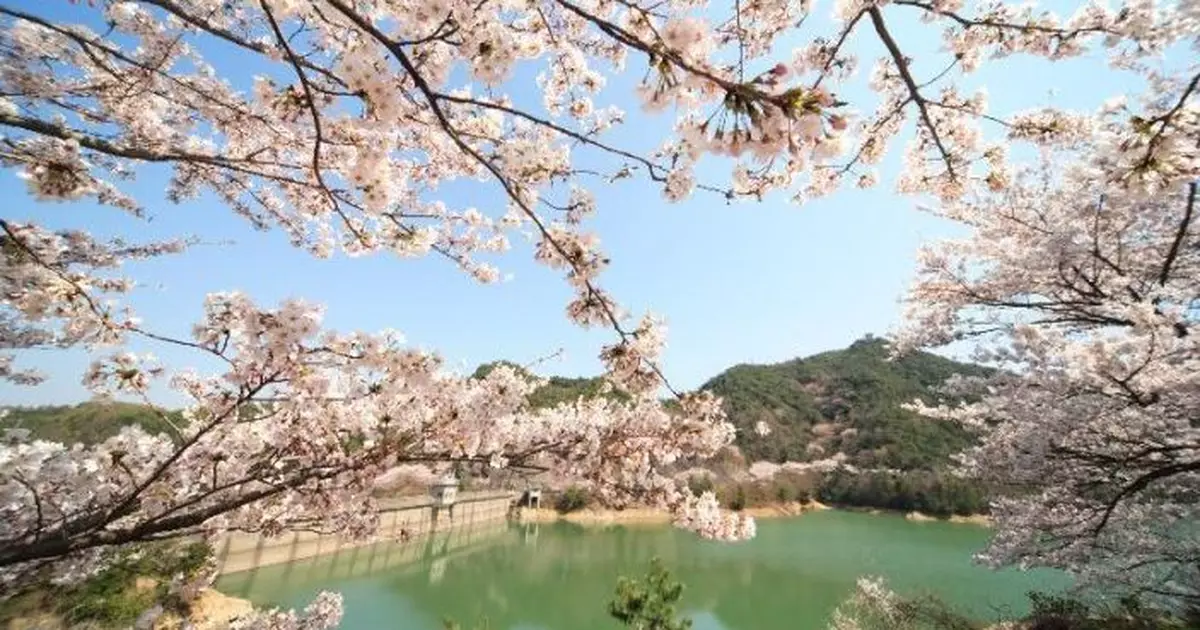 大阪多間學校爆食物中毒 逾600師生疑食校餐麵包後痾嘔不適