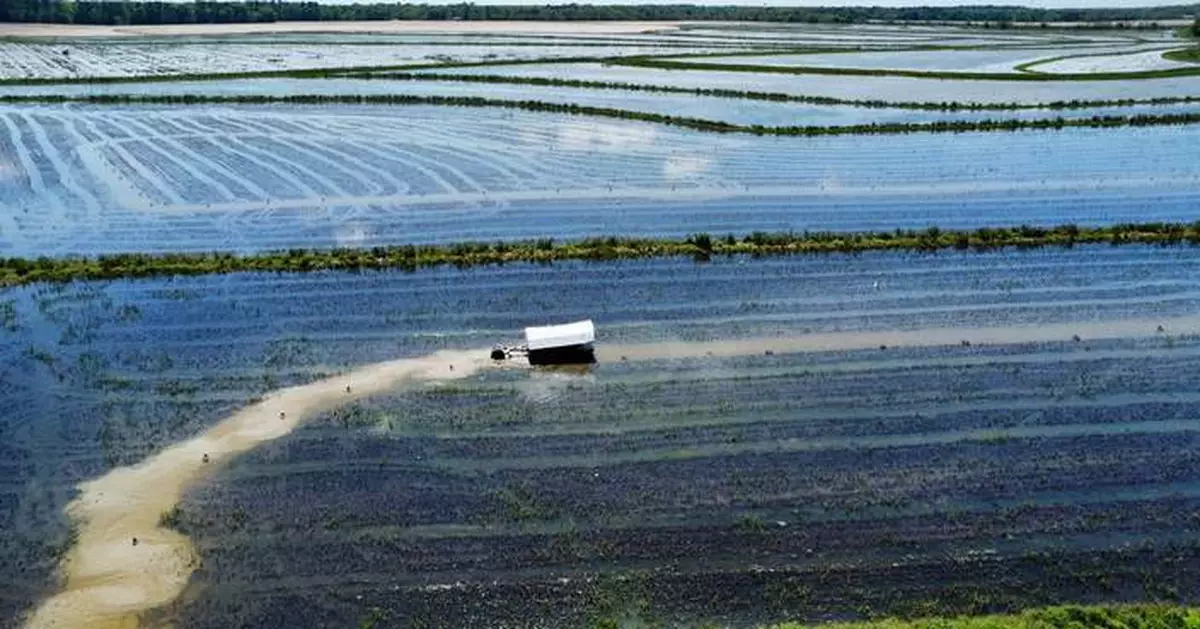 路易斯安那州小龍蝦業陷困境 缺外勞歸咎特朗普政府