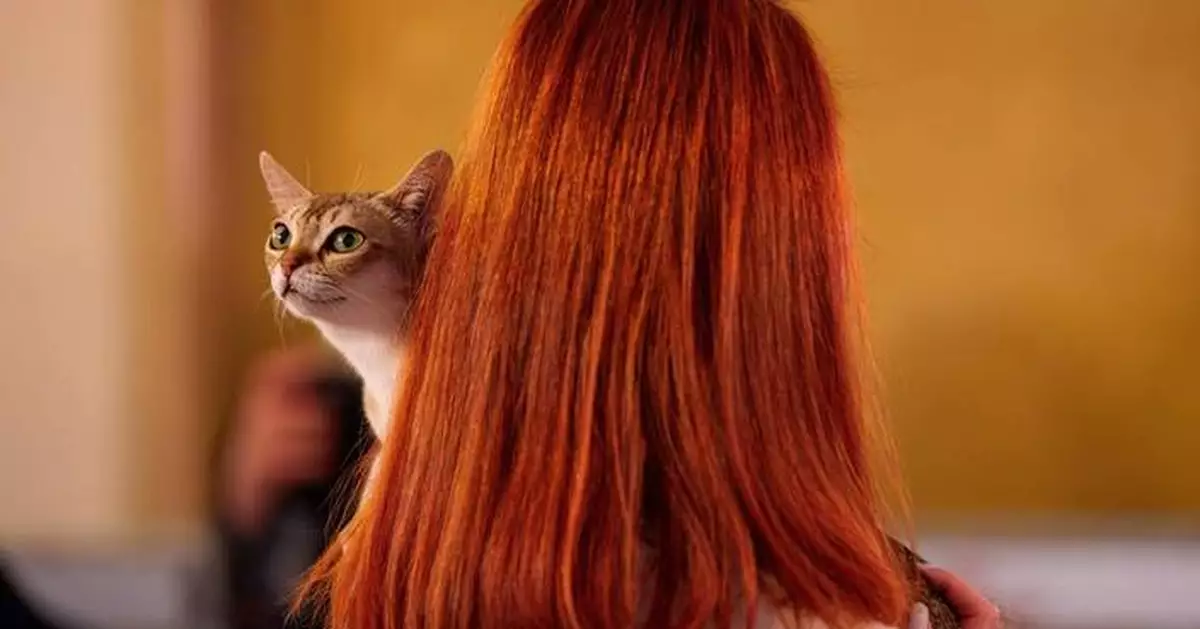 羅馬尼亞舉行「貓界奧斯卡」國際貓隻選美大賽逾200貓咪爭艷