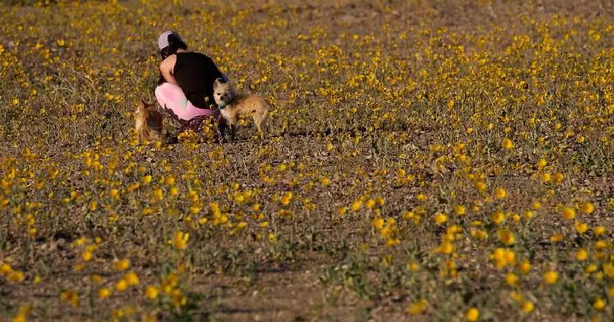 美死亡谷十年一遇「百花齊放」荒蕪沙漠變金色花海 專家籲賞花勿踐踏
