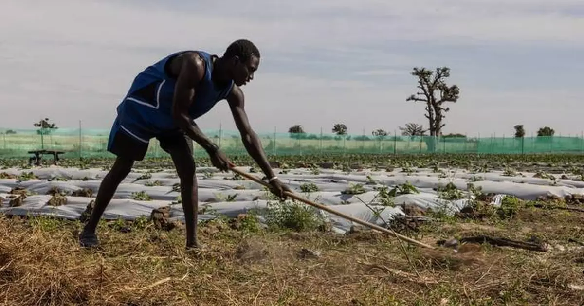 西非農民轉用TikTok推銷農產品 社交媒體助農業形象轉型
