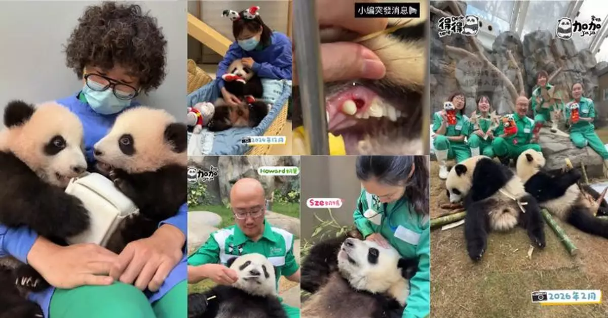 得得甩乳齒搞到盈盈滿頭血 家姐細佬暴風成長 奶爸奶媽近身互動日子進入倒數