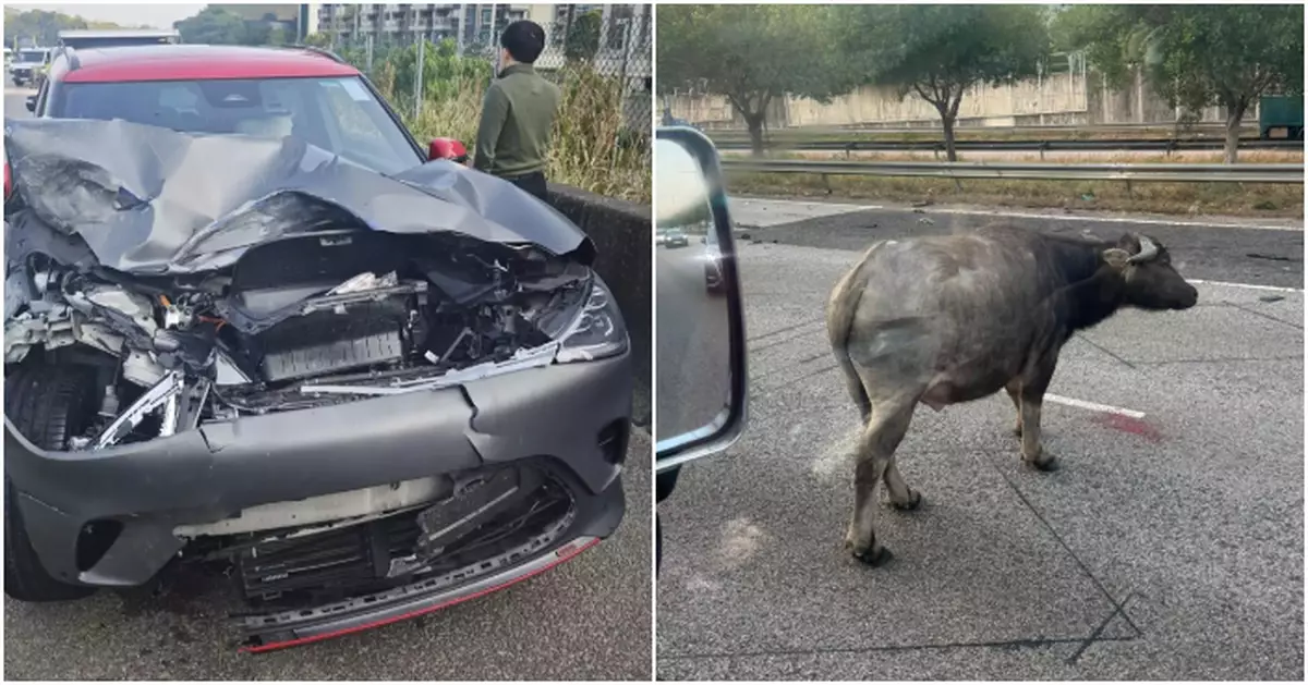 青朗公路有牛隻捱撞重傷徘徊 元朗一帶交通擠塞