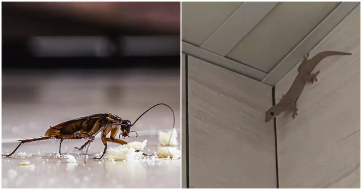 網民出奇招引入「四腳蛇大軍」 五日剿滅曱甴巢穴  過來人警告：或引發另類噩夢