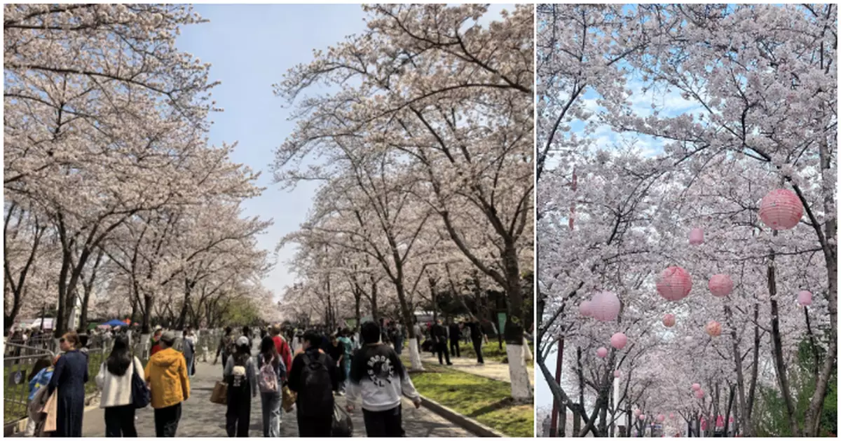 揚州櫻花盛放遊客慕名到訪　「櫻花經濟」令民眾及商戶均受惠