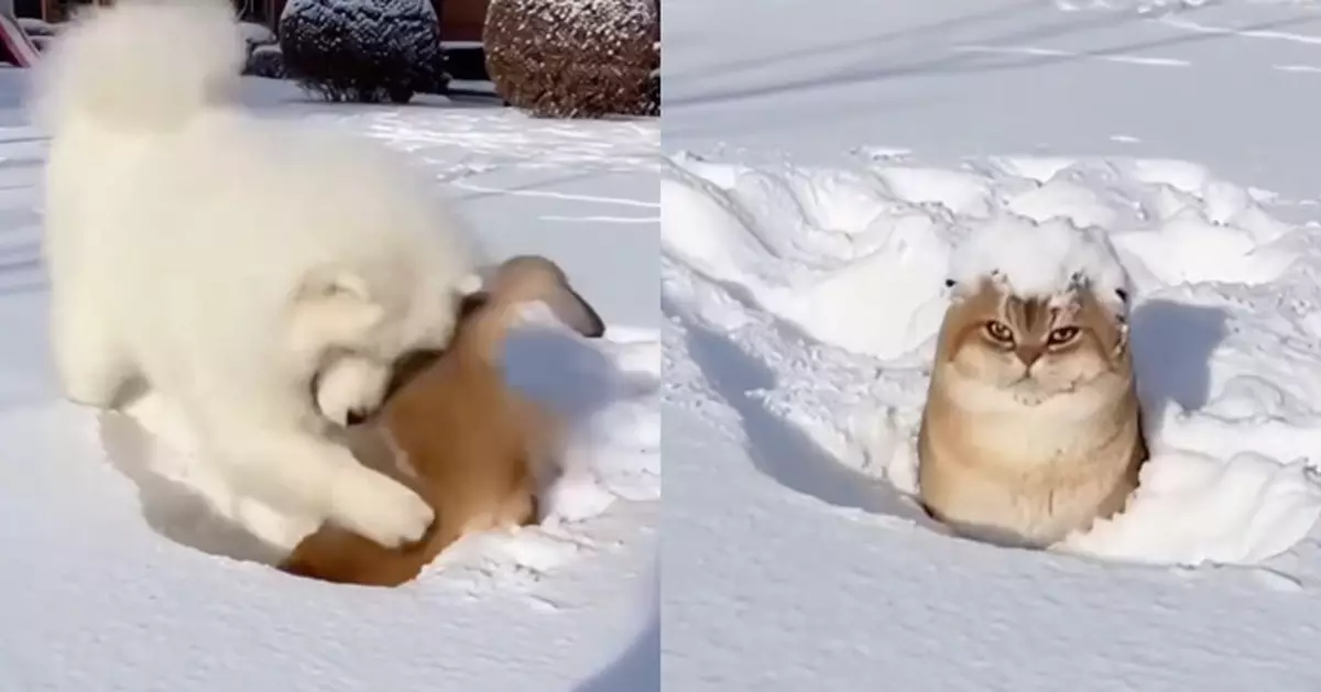 可愛天使瞬間翻臉！薩摩耶雪地設陷阱整胖橘 得逞後迅速逃離「犯罪現場」