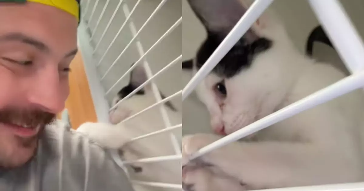 領養過程反轉 貓咪主動選擇！黑白貓隔籠拍肩欽點新飼主  暖心互動讓網民淚崩