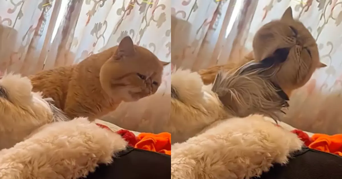 橘貓熱心幫狗狗梳毛　舔到一半表情崩潰　網民笑指差點斷氣