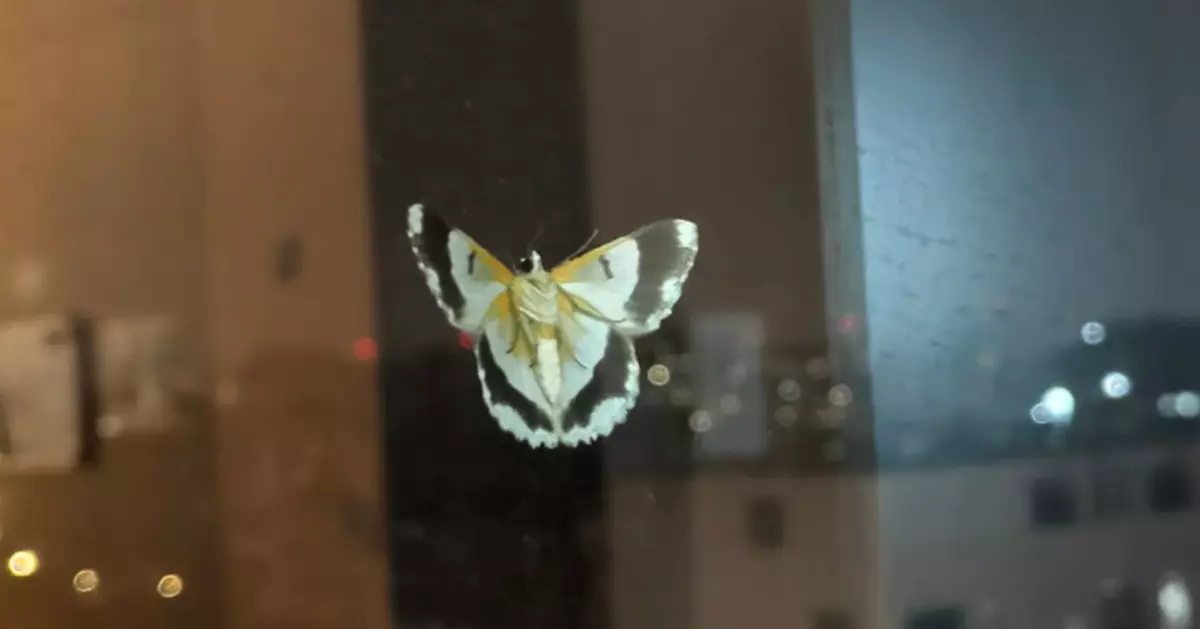 母親彌留之際 女兒見12樓窗外停駐美麗蝴蝶 網民一句解讀催淚萬人