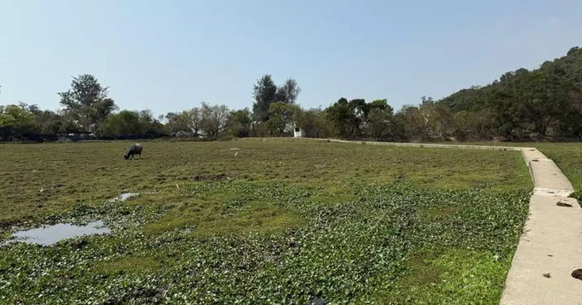 貝澳濕地去年9月發現油污　環保署：環境已顯著改善生態環境正全面恢復