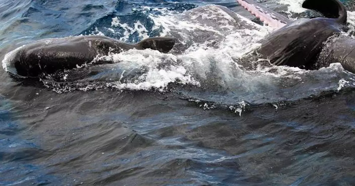 罕見畫面曝光 抹香鯨群體協作分娩 護幼行為震驚科學界