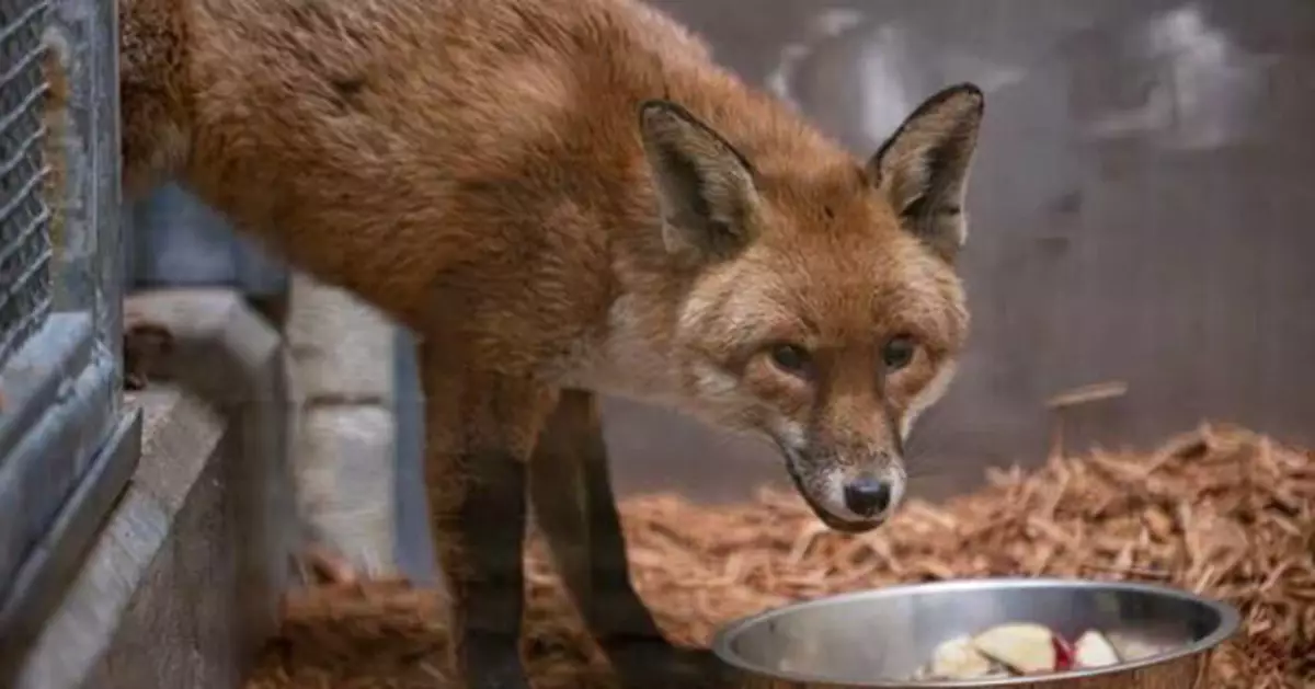 英國狐狸誤登貨船！橫渡大西洋14天「偷渡」到紐約　幸獲動物園收留