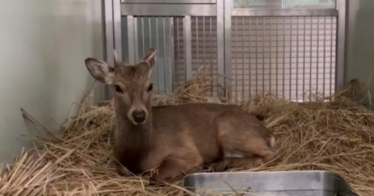 奈良迷路鹿大阪落腳！市長發起改名投票 打造專屬空間