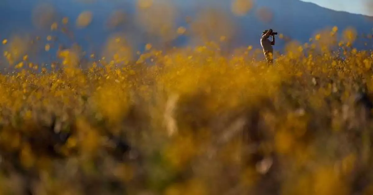 洛杉磯奧運2028公布全新視覺設計 靈感源自加州「超級花海」