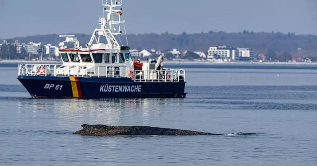 德國波羅的海座頭鯨擱淺 救援隊連日搶救仍未成功