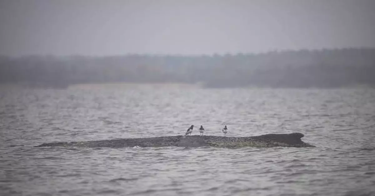 波羅的海擱淺座頭鯨脫困 仍面臨數百公里歸家路