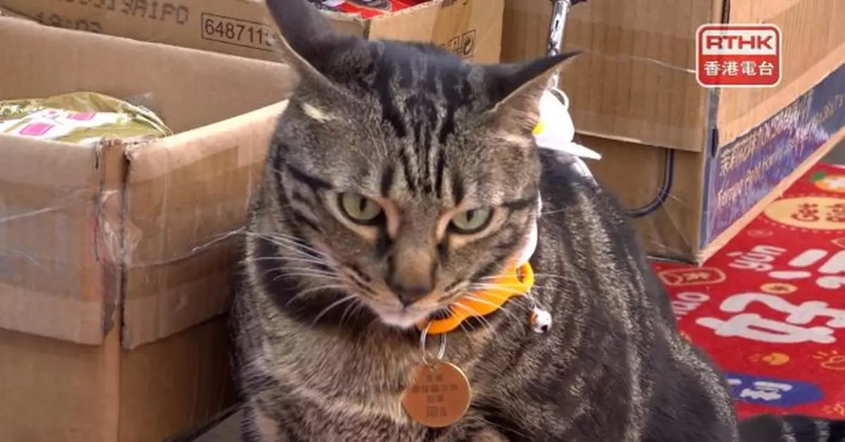 旺角有藥房貓隻被盜　警員在賓館尋回貓隻拘捕一名內地女子