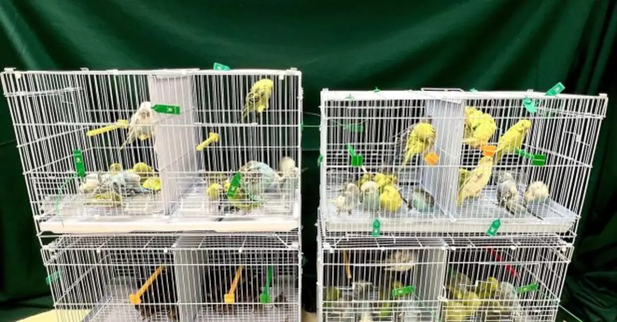 海關羅湖拘捕一名男子　檢獲111隻懷疑非法進口雀鳥