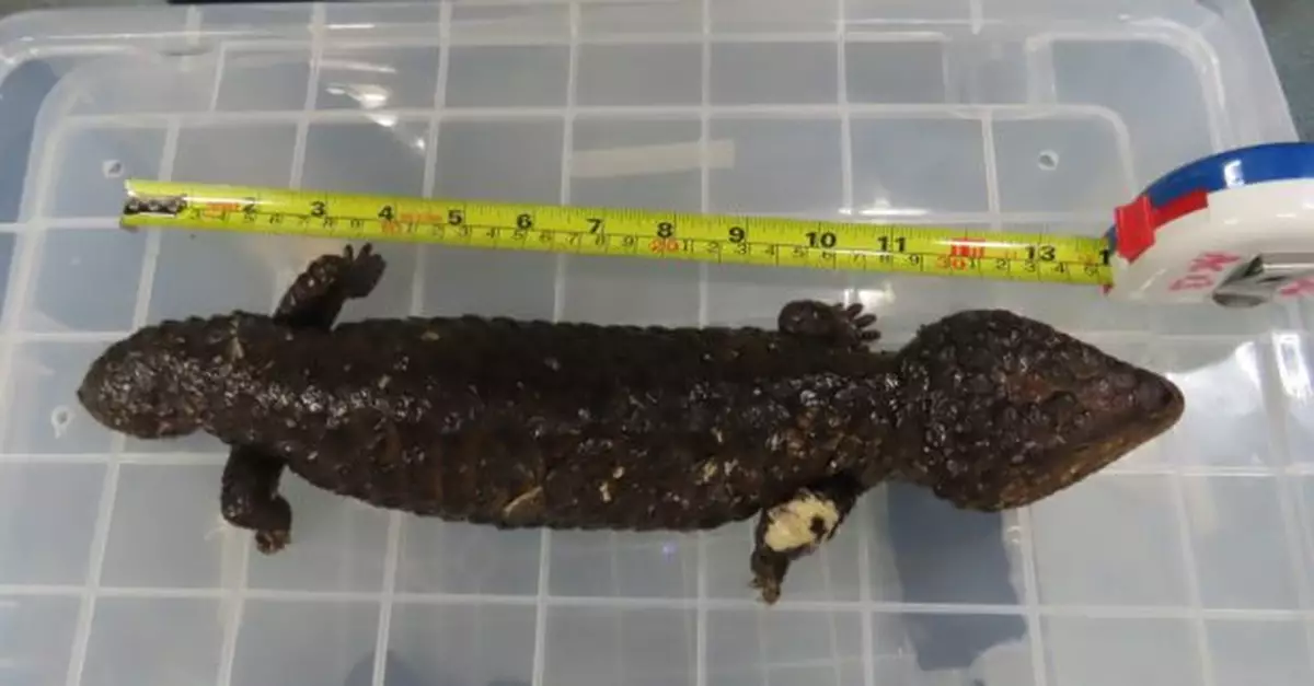 海關於機場檢獲8隻活蜥蜴及24條活蛇　估計市值約60萬