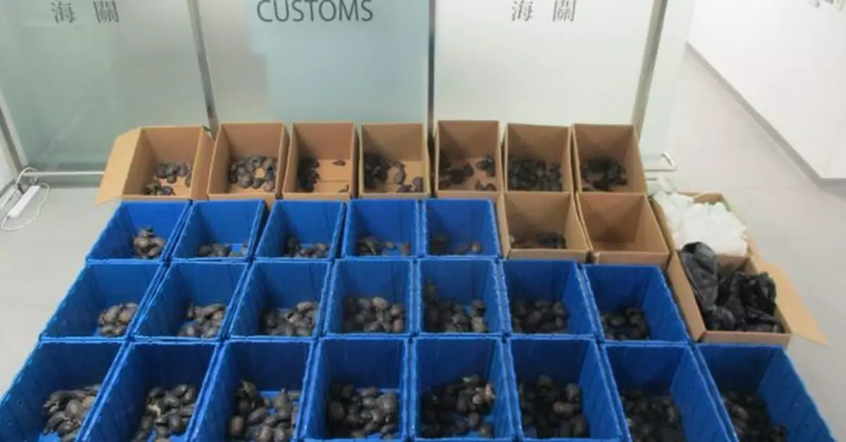 私家車車尾藏986隻走私活龜　司機及乘客被捕明提堂