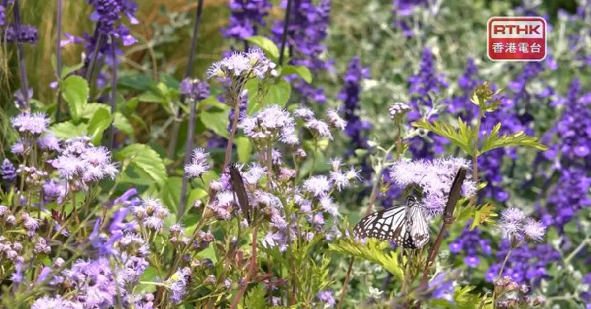 香港花卉展覽向公眾派發花卉活動結束