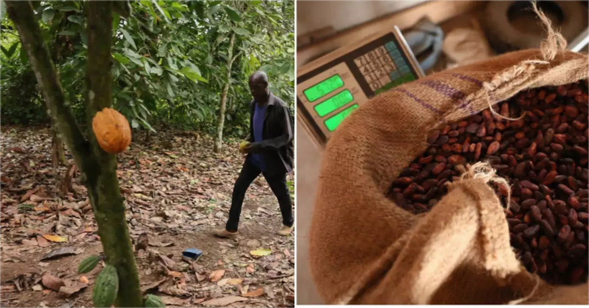 可可豆價格暴跌農民棄種 西非農地改租非法採金者變礦場