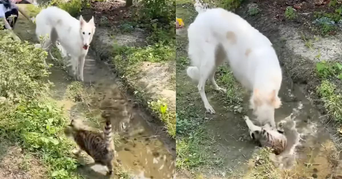 虎斑貓迷戀大白狗狂撒嬌　太過投入竟直接摔進水溝　網民戲稱：物理版墜入愛河